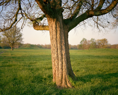 Copy of Cahokia Tree