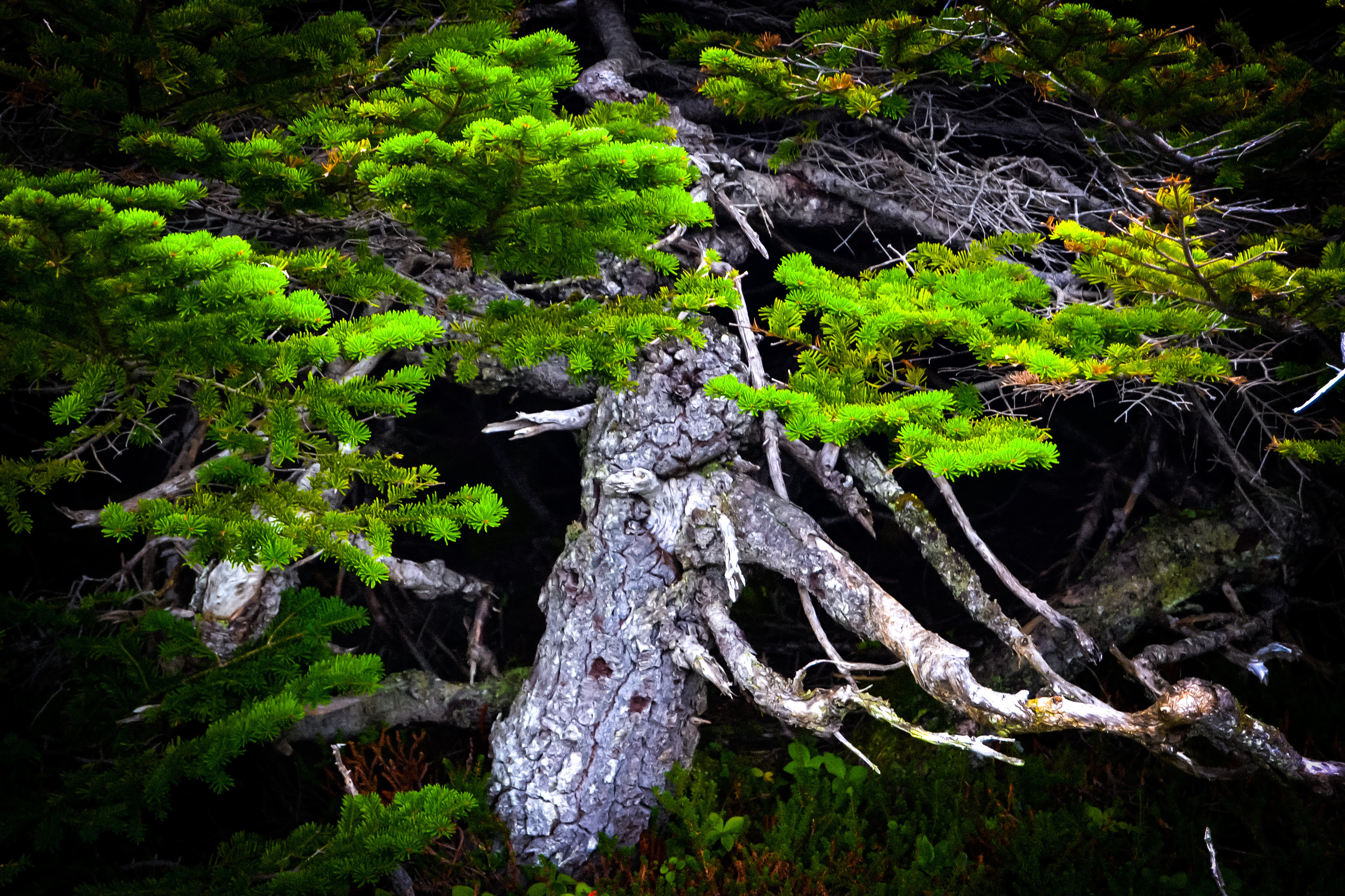 Bill W Bonsai